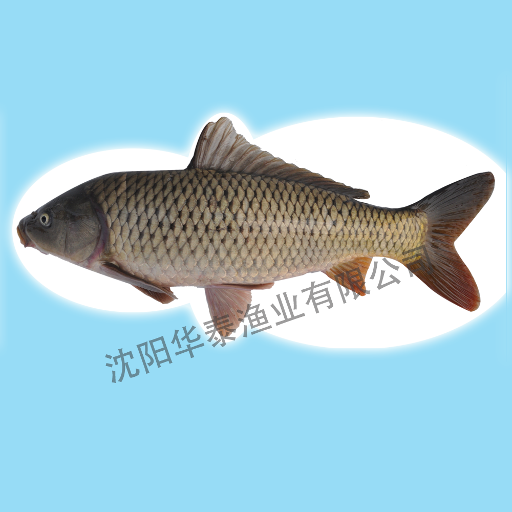 &#21326;&#20307;&#20250;&#104;&#116;&#104;